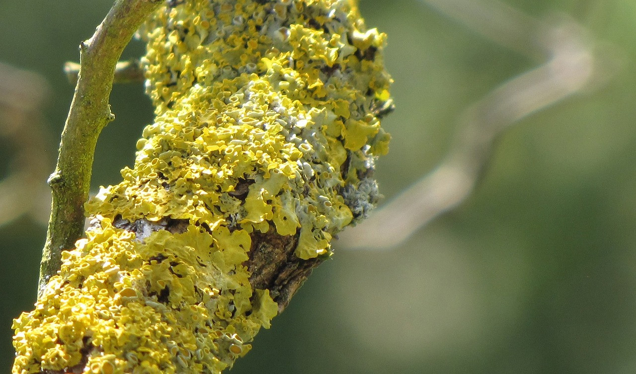 lichen, yellow, tree, nature, symbiosis